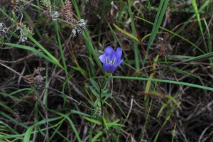 Gentiana pneumonanthe (2) (1200 x 800).jpg_product